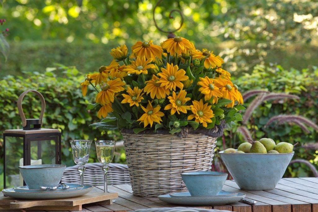 The Origin of a ‘Sunbeckia’