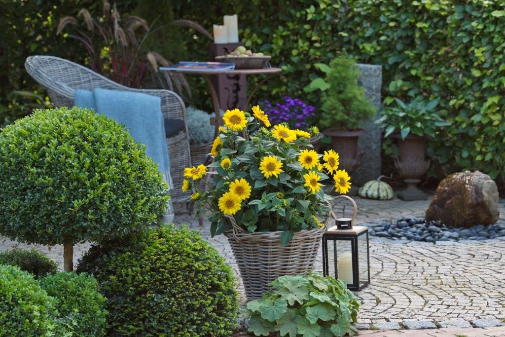 Helianthus ‘Suncatcher’ in July 2020