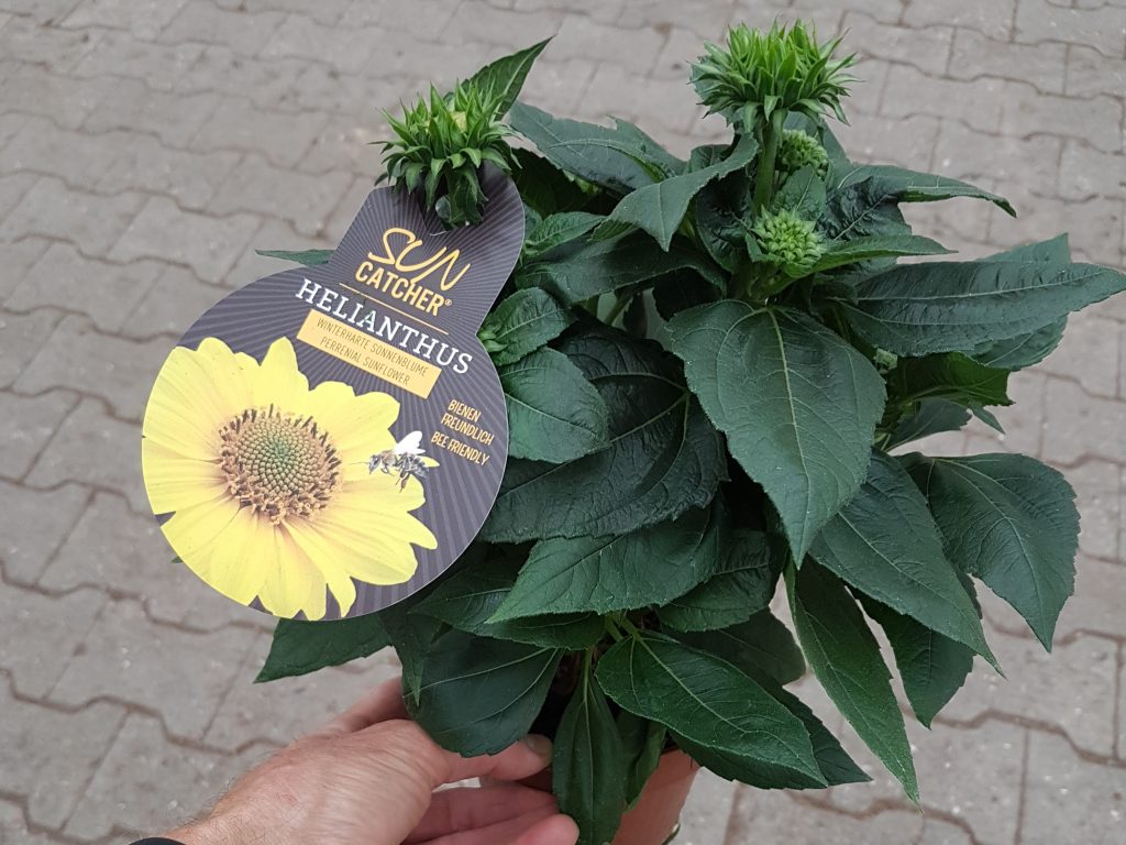 Helianthus ‘Suncatcher’ growing in 6″ pots with video