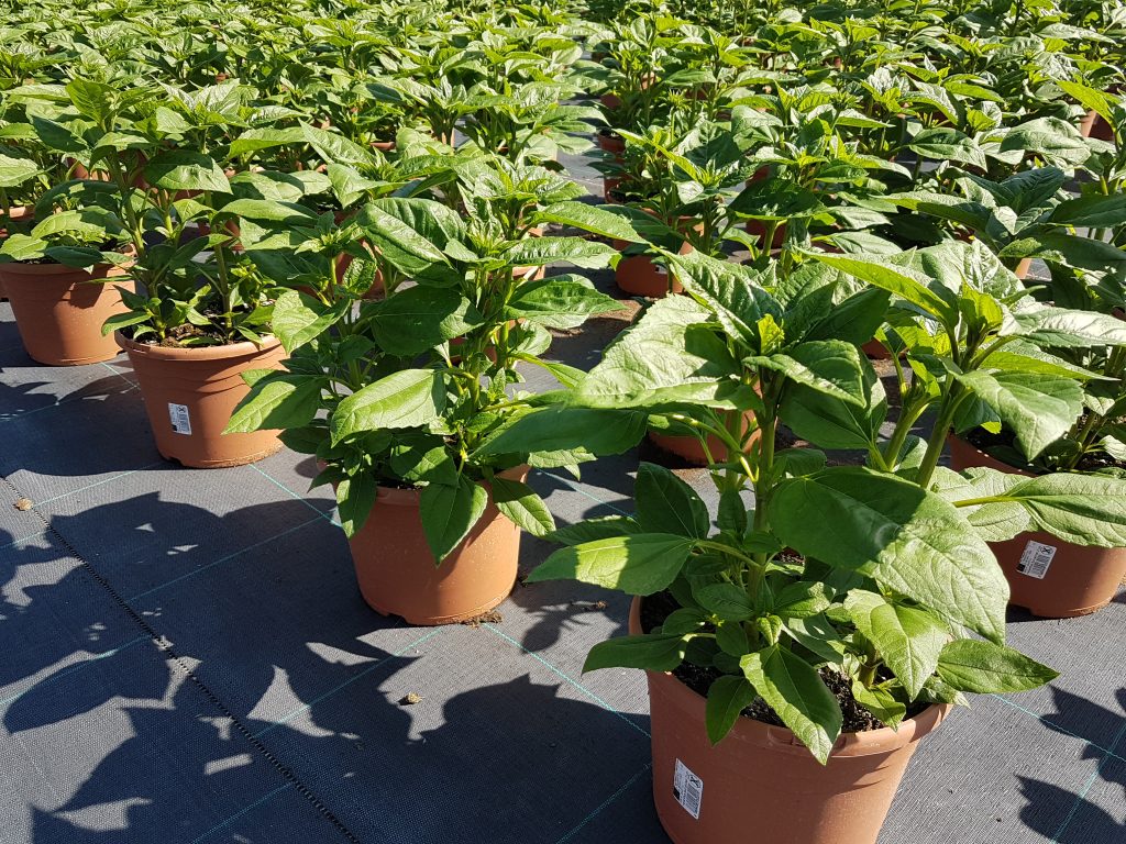 Helianthus ‘Suncatcher’ Growing in 1 gal Container with video