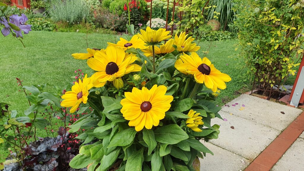 The ‘Sunbeckia Maya’ made it through the winter!