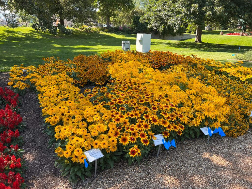 Some resent impressions from Bull Plant Genetics