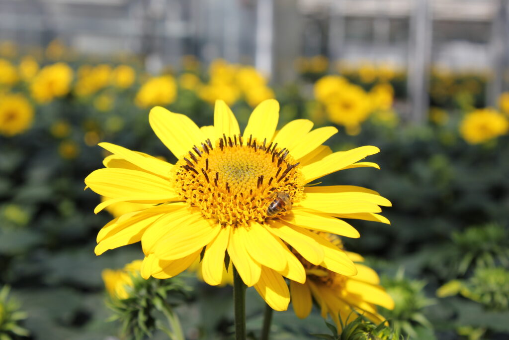 Helianthus ‘SunCatcher’ is doing great in the Garden