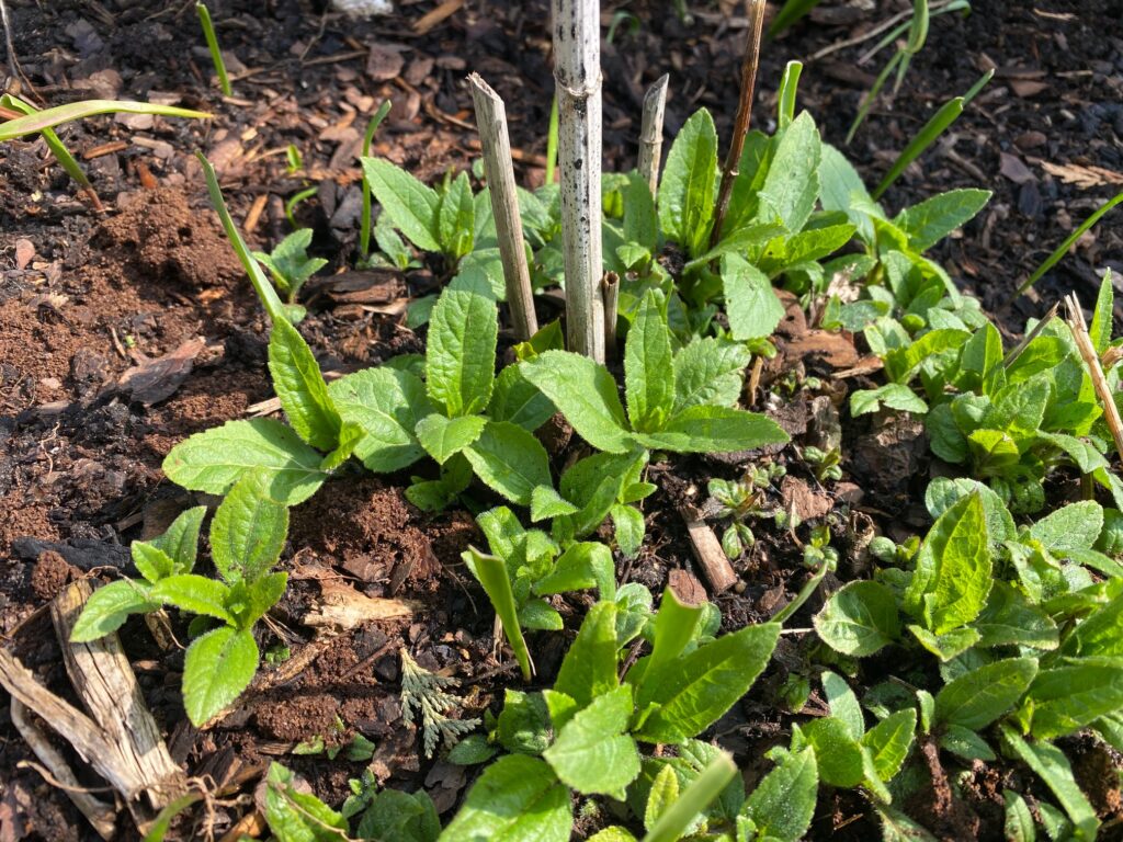 Helianthus ‘SunCatcher’ are out the ground