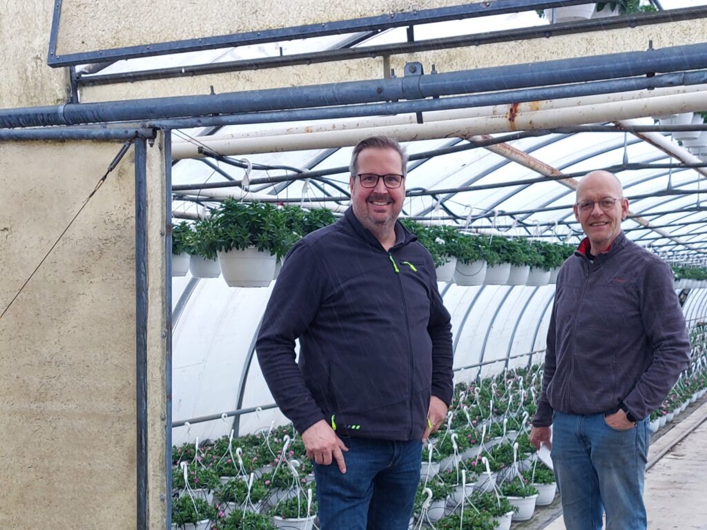 ‘Sunbeckia’ is surprising in hardiness!