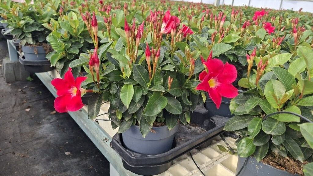 ‘Bella’ Mandevilla season is runing!