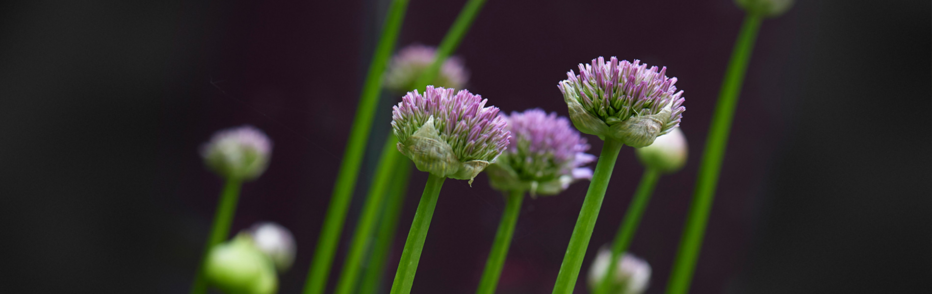 Header Image Sven Magnussen