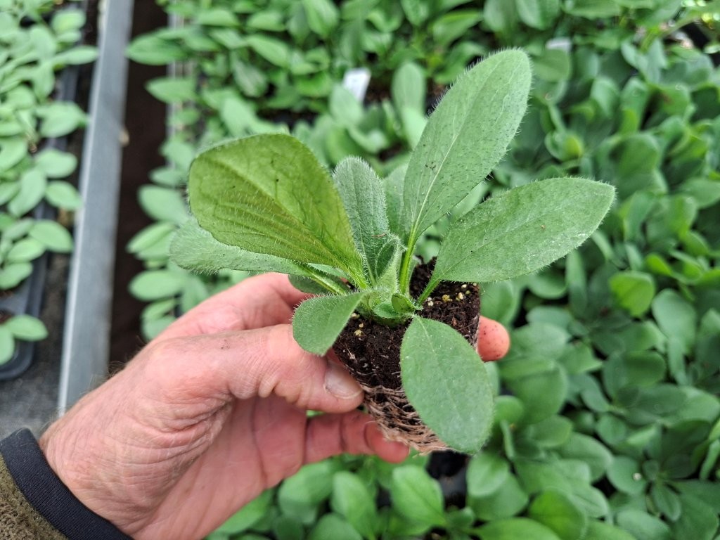 Different ways to start a good ‘Sunbeckia’